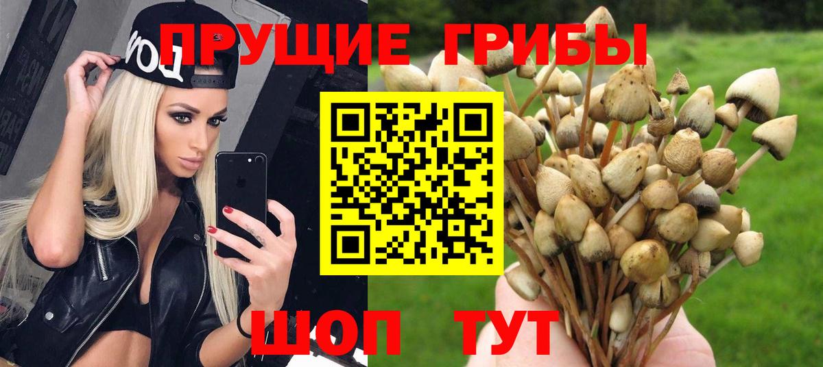 Камышлов  Галлюциногенные грибы мицелий  Вход с VPN 